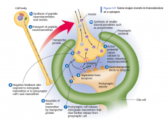 Sequentie van chemische gebeurtenissen bij de synaps: