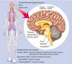 anatomie van het zenuwstelsel