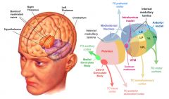 B)  Hypothalamus