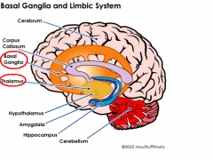 D)  Basale ganglia bevat: