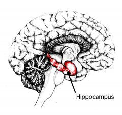 F) Hippocampus