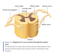 5.	Van welke kant komen de sensorische vezels de ruggengraat binnen?