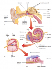 Structures of the ear
When sound waves strike the tympanic membrane in 

(a), they cause it to vibrate three tiny bones—the hammer, anvil, and stirrup—that convert the sound waves into stronger vibrations in the fluid-fi lled cochlea 

(b). Those vib