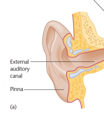 The structures of the outer ear: 
 - The pinna (the structure of flesh and cartilage attached to the side of the ear).
 - The auditory canal.