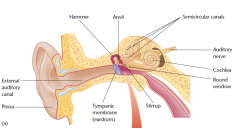 The structures of the middle ear: 
 - The tympanic membrane (eardrum). 
 - The malleus (hammer). 
 - The incus (anvil). 
 - The stapes (stirrup).