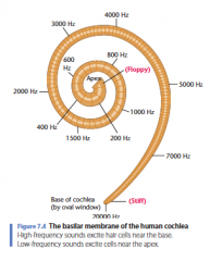 Figuur 7.4 

Het basilair membraan van het menselijk cochlea
Hoogfrequente geluiden prikkelen haarcellen in de buurt van de basis.
Laagfrequente geluiden prikkelen cellen nabij de top.