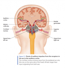 Primary auditory cortex