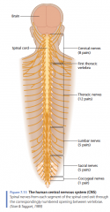 The human central nervous system (CNS)

Spinal nerves from each segment of the spinal cord exit through the correspondingly numbered opening between vertebrae.