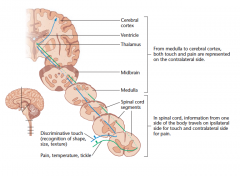 Spinal pathways for touch and pain Touch information and pain information both project to the cortex of the contralateral hemisphere, but the pain information crosses to the contralateral side of the spinal cord at once, whereas touch information does not