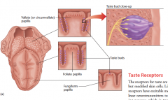 The organs of taste

(a) The tip, back, and sides of the tongue are covered with taste buds. Taste buds are located in papillae. 

(b) Photo showing crosssection of a taste bud. Each taste bud contains about 50 receptor
cells.