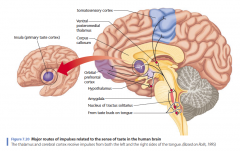 Major routes of impulses related to the sense of taste in the human brain

The thalamus and cerebral cortex receive impulses from both the left and the right sides of the tongue. (Based on Rolls, 1995)