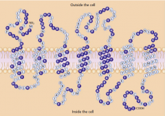 One of the olfactory receptor proteins If you compare this protein with the synaptic receptor protein shown in Figure 3.13 on page 62, you will notice a great similarity. 

Each protein traverses the membrane seven times; each responds to a chemical out