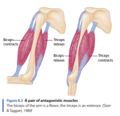 - Je arm heeft bijvoorbeeld een flexor spier die het kan aanspannen of relaxen en een extensor spier: