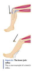 - Babinski reflex (voet kietelen), 
- grijp reflex (hand), 
- rooting reflex (wangzuigreflex)