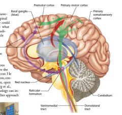 H8.2 Hersenmechanismen van beweging



Cerebrale cortex

- Primaire motor cortex: 
- Spiegelneuronen: