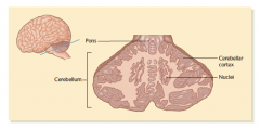 Cerebellum (kleine hersenen)