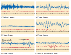 Figure 9.10 Polysomnograph records from a male college student

A polysomnograph includes records of EEG, eye movements, and sometimes other data, such as muscle tension or head movements. For each of these records, the top line is the EEG from one elec
