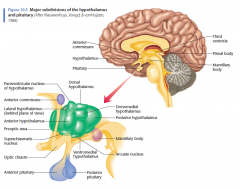 Belangrijke onderdelen van de hypothalamus en de hypofyse