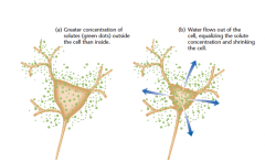 (a) Een opgeloste stof zoals NaCl is meer geconcentreerd buiten de cel dan binnen. 

(b) water stroomt door osmose uit de cel totdat de
concentratie gelijk is. Neuronen in bepaalde hersengebieden detecteren de eigen uitdroging en triggert dorst.