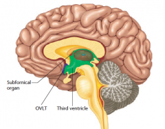 Figuur 10.7 

De hersen receptoren voor osmotische druk en
bloedvolume. Deze neuronen liggen in gebieden rond de derde ventrikel van de hersenen, waar geen bloed-hersenbarrière voorkomt dat bloed chemicaliën overdraagt aan de toegang tot de hersenen