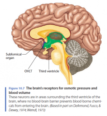 Receptoren in de hersenen voor osmotische druk en bloedvolume

Deze neuronen liggen in gebieden rond de derde ventrikel van de hersenen, waar de bloed-hersenbarrière niet voorkomtdat chemicaliën overdedragen worden tot
de toegang tot de hersenen.