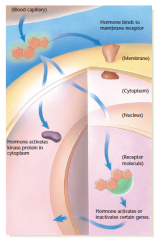 Figure 11.2 Three routes of action for steroid hormones
Steroid hormones such as estrogens and androgens bind to membrane receptors, activate proteins in the cytoplasm, and activate or inactivate specific genes.