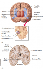 Location of amygdala in the human brain.

The amygdala, located in the interior of the temporal lobe, receives input from many cortical and subcortical areas. Part (a) shows a blowup of separate nuclei of the amygdala.
