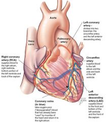 ~Left Main Coronary Artery- LCA
~Right Coronary Artery- RCA