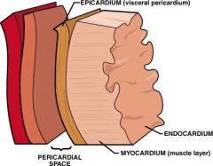 Endocardium, Myocardium, Epicardium