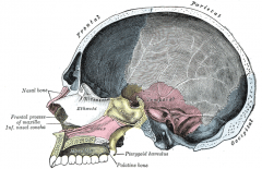 a thin horizontal bony plate of the skull, located in the roof of the mouth. It spans the arch formed by the upper teeth.
It is formed by the palatine process of the maxilla and horizontal plate of palatine bone.
It forms a partition between the nasal p