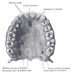 It is situated at the back part of the nasal cavity between the maxilla and the pterygoid process of the sphenoid. The human palatine articulates with six bones: the sphenoid, ethmoid, maxilla, inferior nasal concha, vomer and opposite palatine.
