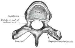 the posterior part of a vertebra.
It consists of a pair of pedicles and a pair of laminae, and supports seven processes:
four articular processes
two transverse processes
one spinous process