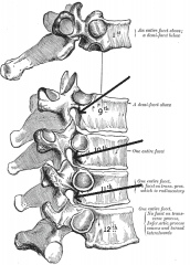 articulated with each other the bodies form a strong pillar for the support of the head and trunk, and the vertebral foramina constitute a canal for the protection of the medulla spinalis (spinal cord). Between every pair of vertebrae are two apertures (o