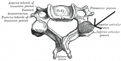 projections of the vertebra that serve the purpose of fitting with an adjacent vertebra. The actual region of contact is called the articular facet.[1]
Articular processes spring from the junctions of the pedicles and laminæ, and there are two right and 