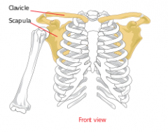 the set of bones which connects the upper limb to the axial skeleton on each side. It consists of the clavicle and scapula in humans and, in those species with three bones in the pectoral girdle, the coracoid