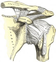 situated lateral to the head of the humerus and posterolateral to the lesser tubercle.
