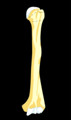 a rough, triangular area on the anterolateral (exterior-front) surface of the middle of the humerus to which the deltoid muscle attaches.