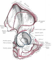 a concave surface of the pelvis. The head of the femur meets with the pelvis at the acetabulum, forming the hip joint.
