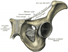 he hole created by the ischium and pubis bones of the pelvis through which nerves and blood vessels pass.
