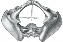 The lower circumference of the lesser pelvis is very irregular; the space enclosed by it is named the inferior aperture or pelvic outlet.