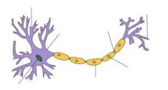 What are the 3 parts of a Neuron?