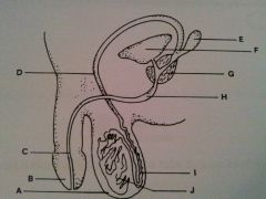 urethra