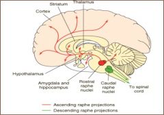 cell bodies originate in raphe nucleus - telencephalic & diencephalic pathways; broad influences throughout brain

projections to cerebral cortex important for sensory processing; possible role in schizophrenia; involved in the action of halluci...