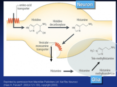 Histamine is synthesized from histidine via the enzyme histidine decarboxylase.

Histamine is catabolized via the enzyme histamine methyltransferase, which puts a methyl on the histamine ring.

post-synaptic receptors are GPCRs: H1-H4