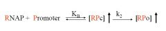 Which of the following parts of the mechanism represents the constant for the open promoter complex?

A. Kb
B. [RPc]
C. K2
D. [RPo]