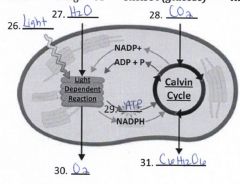 32. What materials move out of the chloroplast from the calvin cycle?