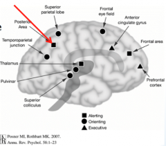 Evidence show that salience maps are found in the "posterior perietal cortex" and it is mapped