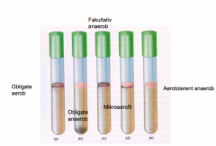 Obligat aerobt: hvis bakterien kun kan vokse i overfloden


Anaerob vækst: Hvis bakterien kun kan vokse i bunden er den obligat anaerob