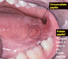 Posterior lateral tongue called foliate papilla (like a leaf)