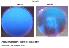 Aflæsning: Æskulin-blodagaren aflæses under UV-lys. En positiv test viser sigsom manglende fluorescering ved bakteriekolonierne, dvs. bakteriestammen harhydrolyseret æskulin til æskulitin.										